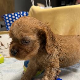 Girl 2 - Buff female Cocker Spaniel puppy in Phil Campbell, Alabama from Sandra Clark's Cocker Spaniels