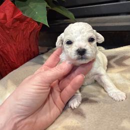 Girl 1 - female Bichon Frise puppy in Winslow Township, New Jersey from Charmed Bichons