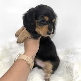 Dachshund Puppies from Draggin' Azz Ranch