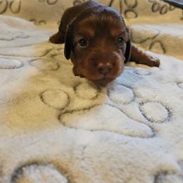 Girl 1 - Chocolate and tan female Dachshund puppy in New Castle, Colorado from Shaffers low riding weiners