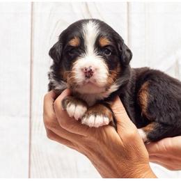 Pink Collar Female - Black rust and white female Bernese Mountain Dog puppy in Collinsville, Texas from Berner Dynasty