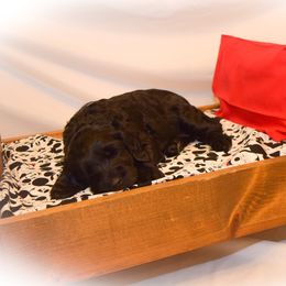 Goldendoodle Puppies from Tbear's Doodles