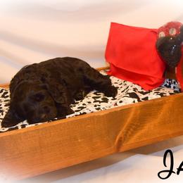 Goldendoodle Puppies from Tbear's Doodles