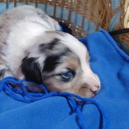 BLUE COLLAR - Blue merle Miniature Australian Shepherd puppy in Omak, Washington from Willow Flats Kennels