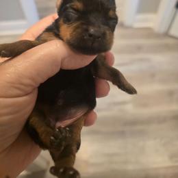 Nevaeh - Black and gold female Yorkshire Terrier puppy in Clermont, Florida from Bella's Prissy Butts
