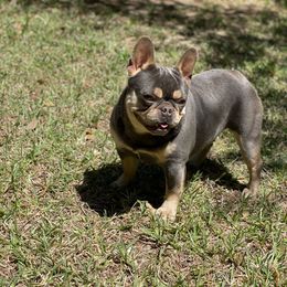 Penelope - French Bulldog