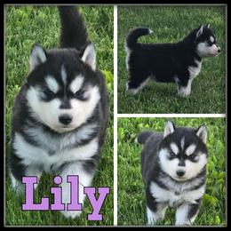 Lily - Black and white female Siberian Husky puppy in Merrill, Michigan from Haase Family Kennels