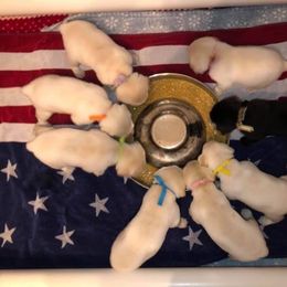 Labrador Retriever Puppies from Harvest Moon Farm