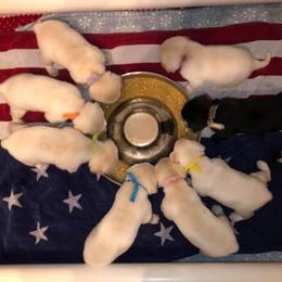 Labrador Retriever Puppies from Harvest Moon Farm