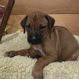 Kuja - Rd whtn blk nose male Rhodesian Ridgeback puppy in Gaffney, South Carolina from Circle D Farms