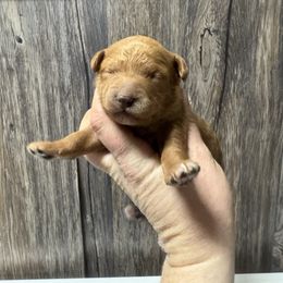 Clarabelle - Red  female Goldendoodle puppy in Etna, California from SRS Goldendoodles