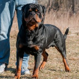 Rottweilers from Von Turm Hügel Rottweilers
