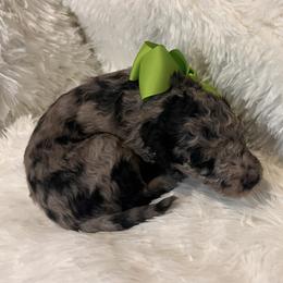 Mr. Lime Green - Blue merle male Aussiedoodle puppy in Taylor, Missouri from Pawsitively Doodles