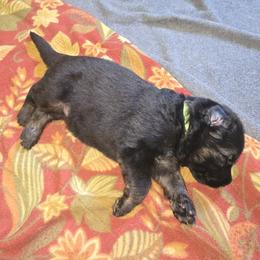 Green collar - Black and red male German Shepherd puppy in Bethel, Ohio from Hughes shepherds
