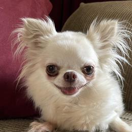 Phoebe - Cream and white female Chihuahua puppy in Tonawanda, New York from ChiWowTown Chihuahuas