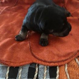 Miniature Schnauzer puppies from Findell Kennel, LLC