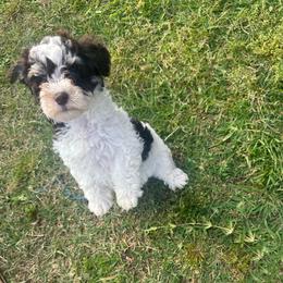 Pooh bear - Parti female Schnoodle puppy in Quitman, Texas from Wright Doodles