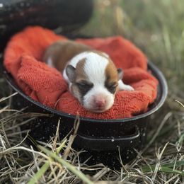 Cranberry - Red female Pembroke Welsh Corgi puppy in Sheldon, Missouri from Clearsky Corgis