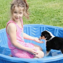 Australian Shepherd Puppies from Real McCoy Australian Shepherds