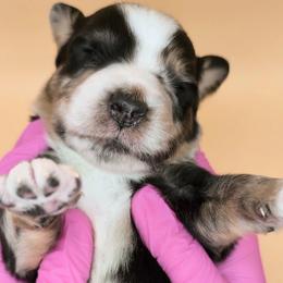 Remi3Boy3- BMM,Long,AKC,OFA,Genetics - Blue merle male Australian Shepherd puppy in South Hill, Virginia from Silverside Aussies LLC