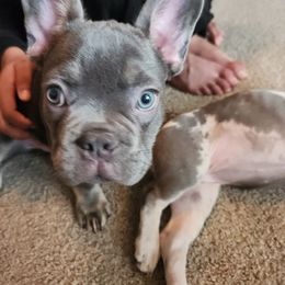 French Bulldog Puppies from FrenchKiss Frenchies