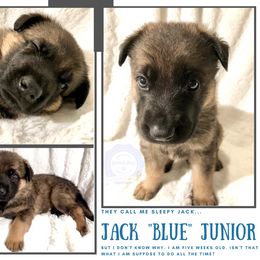 German Shepherd Puppies from Mountain Kraft K9 Kennel