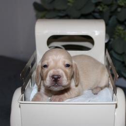 Belle - Cream female Dachshund puppy in Mountain Home, Arkansas from Wood's miniature Dachshunds
