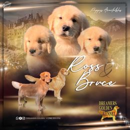 Golden Retriever Puppies from Dreamers Goldens