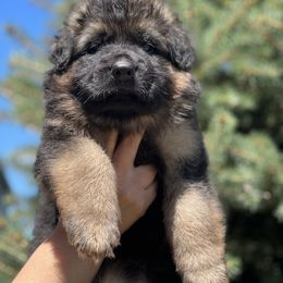 German Shepherd Puppies from Zwinger vom Schneider Wald