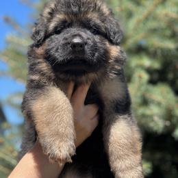 German Shepherd Puppies from Zwinger vom Schneider Wald