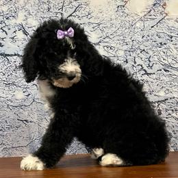 Remy - Black and white female Bernedoodle puppy in Owenton, Kentucky from Elagant Acres