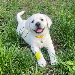 Girl 2 - Yellow female Labrador Retriever puppy in Mansfield, Missouri from Leadhill Labs