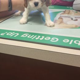 Cavalier King Charles Spaniel Puppies from Grace Cavalier Kingdom