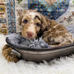 Eclipse - Brown merle male Aussiedoodle puppy in Taylor, Missouri from Pawsitively Doodles