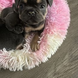 French Bulldog Puppies from Hauppy’s Frenchies