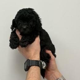 Peggy - Black female Cavapoo puppy in Fayetteville, North Carolina from Carolina Cavapoos