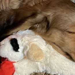 Dachshunds from A Anchor Farm