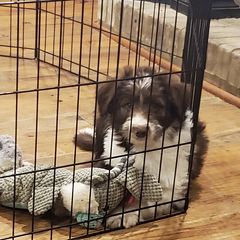 Bordoodle Puppies from Nolichuckey Bordoodles
