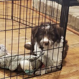 Bordoodle Puppies from Nolichuckey Bordoodles