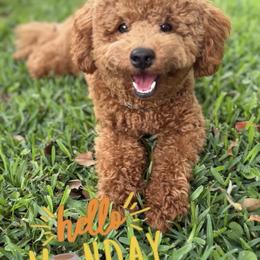 Goldendoodle All Grown Up from Lucky Heart TeddyBear Goldendoodles