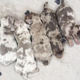 Dachshund puppies from Natural State Dachshunds