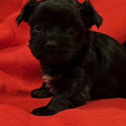 Girl 2 - Black tan and white female Biewer Terrier puppy in Dayton, Ohio from BiewerHeart Yorkies
