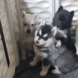 Siberian Husky Puppies from Spirit of the Moon Siberians