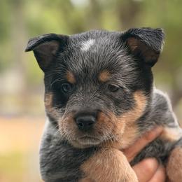 Adorable Charming Girl - Blue speckled female Australian Cattle Dog puppy in Scurry, Texas from RedHorizon AKC Australian Cattle Dogs (Heelers)