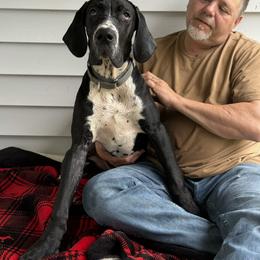 Johnnie - Black male Great Dane puppy in Gonzales, Louisiana from Anstatt House Of Danes