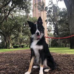 Border Collie Puppies from Ferguson Border Collies