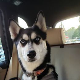 Cosette - Siberian Husky