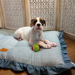 Girl 3 - White female Boxer puppy in Prestonsburg, Kentucky from Diamond Standard Boxers