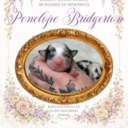 Penelope - Blue merle and white female American Corgi puppy in Greenwood, Indiana from Witch Creek Corgis