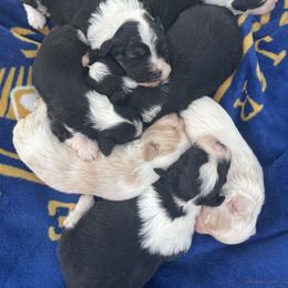 Aussiedoodle Puppies from Mini AussieDoodles on Meadow Lane